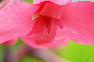 Hibiscus Providencia Costa Rica