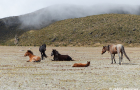 Wildpferde am Cotopaxi
