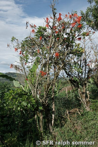 Korallenbaum (Erythrina, Schmetterlingsblütler)