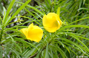 Thevetia peruviana (Tropischer Oleander)