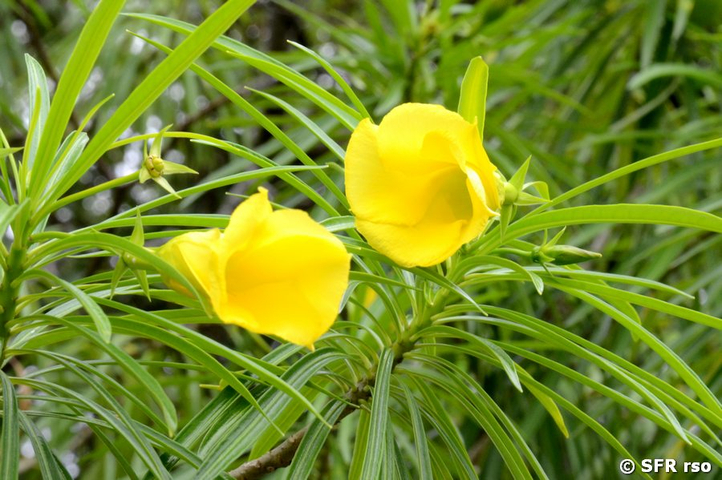 Thevetia peruviana (Tropischer Oleander)