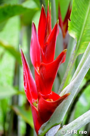 Heliconia stricta