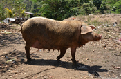 Schwein auf der Fahrt nach Panajachel