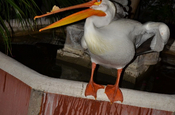 Zahmer weißer Pelikan