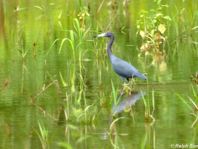 Blaureiher 