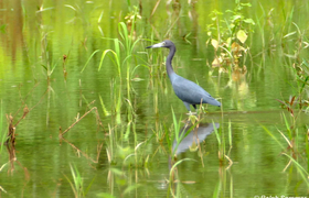 Blaureiher 