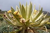 Frailejon (Espeletia pycnophylla) Los Nevados