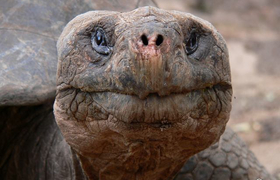 Riesenschildkröte