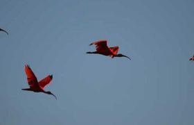 rote Ibisse im Flug in den Llanos von Kolumbien