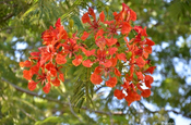 Flammenbaumblüten León