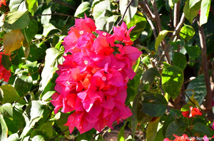Frangipani Blume Nicaragua