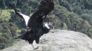Andenkondor im Purace Nationalpark Kolumbien