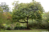 Sapote Baum (Pouteria sapota)
