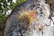 Tillandsien auf einem Kapokbaum in Copán