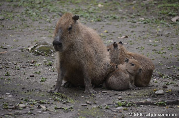 Capybara (Wasserschwein) mit Jungtieren