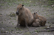 Capybara (Wasserschwein) mit Jungtieren