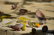 Safrangilbtangare und Tauben in Barichara