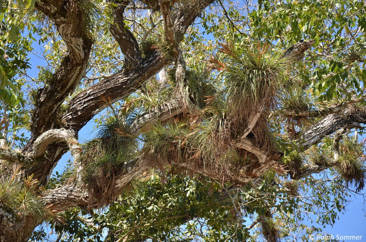 Gigantenbaum mit Aufsitzerpflanzen in Copán