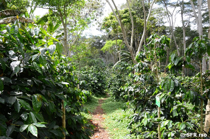 Kaffeeplantage mit Schattenbäumen