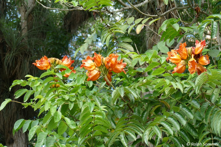 afrikanischer Tulpenbaum Spathodea campanulata