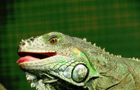 Leguan