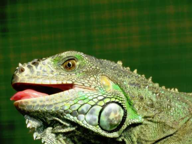 Leguan