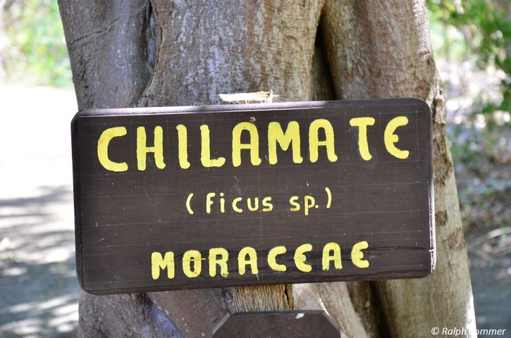 Schild Ficusbaum Ometepe Nicaragua
