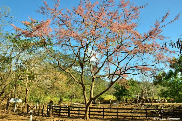 Tabebuia rosea Nicaragua