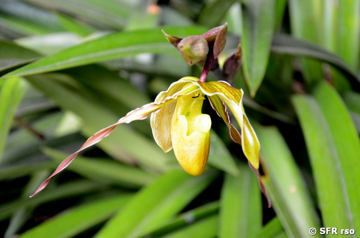 Maxillaria Orchidee