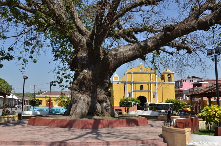 Kapokbaum vor der Kirche in La Democracia
