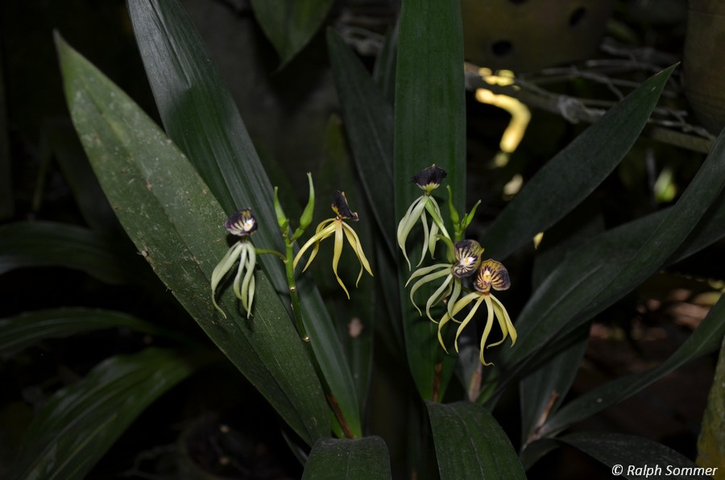 Tintenfisch Orchidee (Encyclia cochleata)