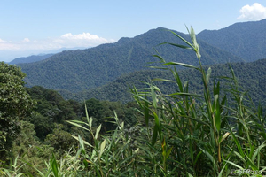Bergnebelwald bei Bellavista