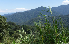 Bergnebelwald bei Bellavista