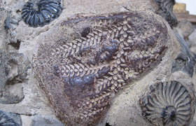 Fossilien in Guane Kolumbien