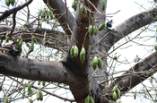 Kapokbaum mit Samenschoten