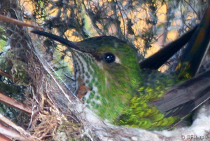 Kolibri im Nest im Garten der Hostería Sommergarten