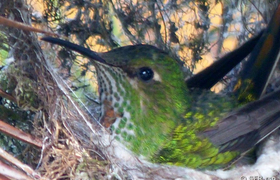Kolibri im Nest im Garten der Hostería Sommergarten