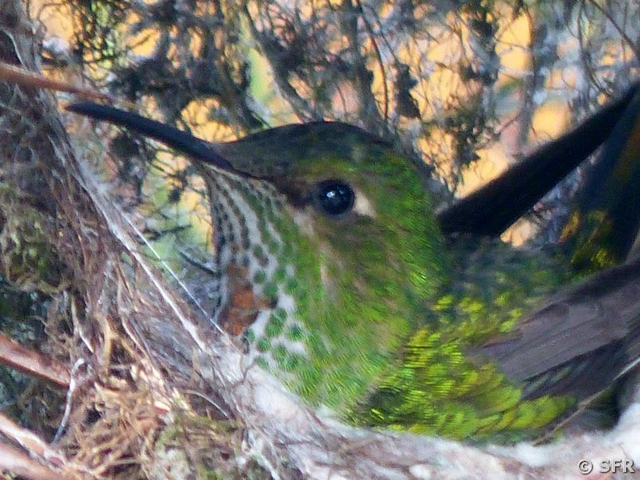 Kolibri im Nest im Garten der Hostería Sommergarten