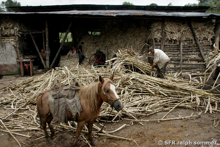 Pferd beim Zuckerrohr