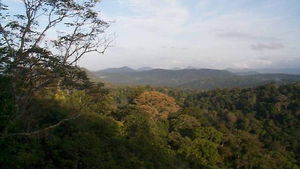 Baumlandschaft in Guayana