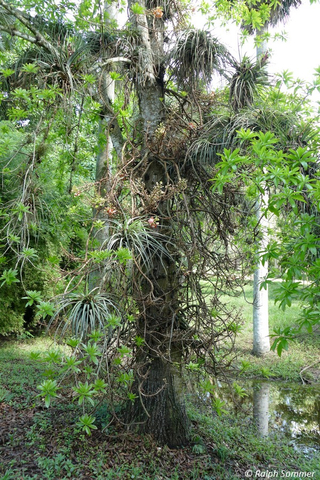Kanonenkugelbaum Botanischer Garten Cienfuegos