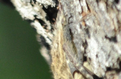 Fledermaus Nicaraguasee