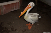 Zahmer weißer Pelikan in Monterrico
