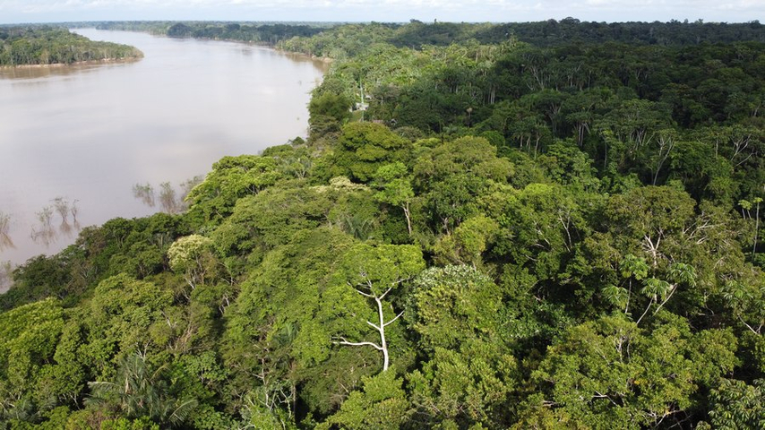 Urwald Amazonas