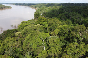 Urwald Amazonas