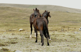 Wildpferde am Cotopaxi