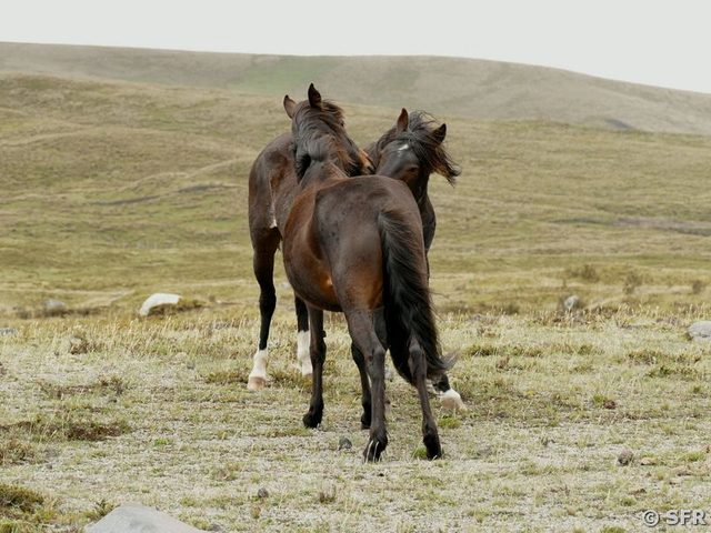 Wildpferde am Cotopaxi