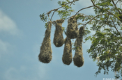 Cacique Nester am Baum in Tikal