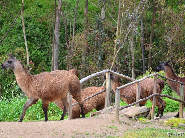 Lamas in Ingapirca