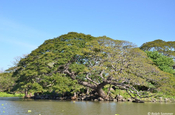 Regenbaum Nicaragua
